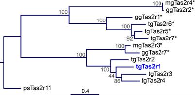 Bitter taste receptors of the zebra finch (Taeniopygia guttata)